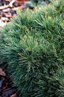Pinus strobus 'Horsford' au Foxhollow Garden près de Poole, Dorset