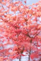 Acer palmatum 'Shindeshojo' au printemps