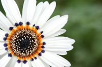 Venidium fastuosum 'Zulu Prince' - Cape daisy