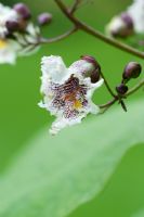 Catalpa bignonioides - Fleur de haricot indien
