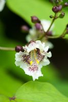 Catalpa bignonioides - Fleur de haricot indien