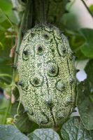 Cucumis metuliferus - Concombre melon cornu