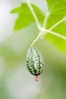 Melothria scabra - Fruit du melon souris
