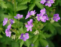 Geranium sylvaticum 'Mayflower'