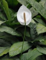 Spathiphyllum wallisii 'Clevelandii' - Lys de paix