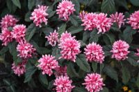 Justicia carnea - Fleur de panache brésilienne