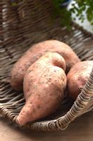 Ipomoea batatas - Patates douces