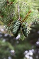 Pinus armandii - Pin blanc de Chine