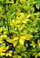 Jasminum nudiflorum 'Aurea' - Jasmin