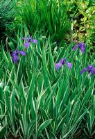 Iris ensata 'Variegata' - Iris japonais panaché