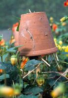 Piège à perce-oreille - Pot en terre cuite retourné rempli de paille sur le dessus de la canne pour protéger les dahlias des dommages