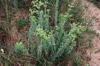 Euphorbia paralias - Sea Spurge poussant sur les dunes côtières