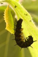 Étapes du cycle de vie d'un Inachis io - Peacock Butterfly sur la face inférieure d'une feuille d'ortie. Chrysalide et une chenille qui a cessé de manger et est sur le point de devenir une chrysalide