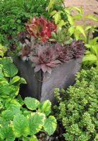 Sempervivum - Pot en ardoise recyclé fabriqué à partir de vieilles tuiles de toit maintenues ensemble avec du fil de cuivre provenant d'un moteur électrique cassé et planté de joubarbes