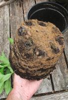 Limaces et cloportes utilisant les creux formés à la base d'une motte de racines dans un pot en plastique pour se cacher pendant la journée et sortir la nuit pour se nourrir