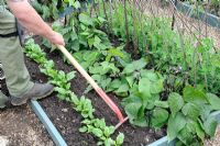 Jardinier cultivant à la main un petit parterre de fleurs surélevé de cultures d'été, d'épinards 'Picasso' et de haricots nains 'Purple Tipi'