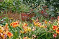 Hemerocallis 'Bold Tiger', Kniphofia 'Tawny King', Rosa 'Sahara' dans un jardin néerlandais et salon de thé - De Tuinen à Demen
