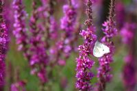 Lythrum salicaria 'Lady Sackville' et Pieris brassicae - Grand papillon blanc