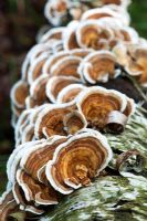 Coriolus versicolor, Trametes versicolor - Champignon queue de dinde sur tronc d'arbre