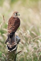Falco Tinnunculus - Faucon crécerelle femelle