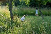 'Crop circle' fauché avec des bûches pour que les enfants puissent s'asseoir et marcher. Herbe longue entourant les arbres fruitiers dans le verger dans la lumière du soir - Heveningham, Suffolk