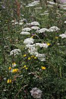 Ligusticum lucidum poussant à Valdeón, Picos de Europa, Espagne