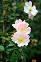 Rosa rubiginosa - Bruyère douce poussant à l'état sauvage, Picos de Europa, Espagne