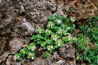 Teucrium pyrenaicum - Pyrenaen Germander poussant à l'état sauvage, Picos de Europa
