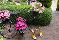 Patio avec bicyclette décorative tenant des pots avec Pétunia et Impatiens - Busy Lizzie et bottes avec Dorotheanthus bellidiformis - Livingstone Daisy. Manvers Street, DGS Derbyshire