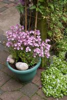 Diascia en pot, Clématite sur treillis et Linaria cymbalaria auto-ensemencée - Linaire à feuilles de lierre