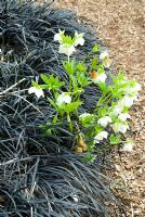 Helleborus x hybridus 'Ashwood garden hybrids', entouré d'Ophiopogon planiscapus 'Nigrescens', Sir Harold Hillier Gardens / Hampshire County Council, Romsey, Hants, UK