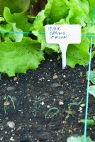 Parterre de fleurs surélevé divisé en système de parcelle de salade de pieds carrés, semé de laitue, de radis et d'oignons de printemps. Edmondsham House, Cranborne, Wimborne Minster, Dorset, Royaume-Uni