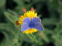 Papillon bleu commun - Polyommatus icarus sur Fleabane - Pulicaria dysenterica