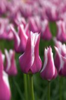 Tulipa 'Ballade' - Tulipe à fleurs de Lys