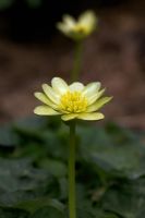 Ranunculus ficaria 'Blanc de Randall' - Petite chélidoine