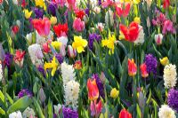 Narcisse 'Arkle', Hyacinthus 'Woodstock', Hyacinthus 'Ville de Haarlem, Tulipa' Kaufmanniana ', Tulipa' Scarlet Baby ', Tulipa' Monte Carlo ', Tulipa Favoriana' Poco Loco 'et Tulipa Fosteriana' Princeps '