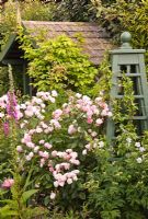 Parterre de fleurs rose avec Rosa 'Cornelia' dans un jardin de banlieue assez isolé - High Trees, Longton, Stoke-on-Trent, Staffordshire, NGS