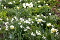 Tulipa 'Empereur exotique', Narcissus triandrus 'Thalia' et Tulipa favoriseriana 'Purissima'