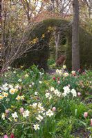 Parterre de printemps de Narcissus triandrus 'Thalia', Tulipa 'Jan Reus', Tulipa 'Ronaldo', Tulipa 'Beauty Queen' et Tulipa 'Peach Blossom'