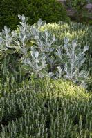 Rosmarinus - Romarin et Senecio cineraria dans le jardin de La Louve, Provence, France