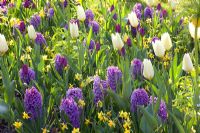 Parterre de printemps coloré de Narcisse 'Tete a Tete', Hyacinthus 'Purple Voice', Tulipa 'Purple Prince', Tulipa Favoriana 'White Emperor'