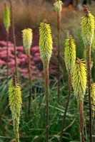 Kniphofia 'La fierté de Percy'