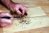 Collecte des graines d'Eryngium bourgatii - Utilisation d'un crayon pour extraire les graines des têtes épineuses