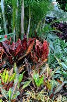 Codiaeum et palmiers dans la plantation de parterres tropicaux - RHS Hampton Court Flower Show