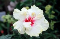 Hibiscus rosa sinensis 'Cacatoès'