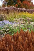 Nouvelle zone de plantes vivaces et de graminées, y compris les têtes de semence d'Astilbe, Selinum wallichianum, Aster et Eupatorium conçues par Piet Oudolf - Trentham Gardens, Staffordshire, octobre