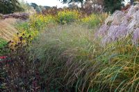 Nouvelle zone de plantes vivaces et de graminées, notamment Miscanthus sinensis, Panicum virgatum, têtes de graines d'Echinacea et Solidago rugosa, conçue par Piet Oudolf - Trentham Gardens, Staffordshire, octobre