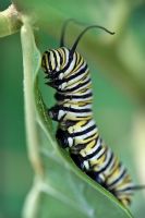 Larves de papillon monarque sur une plante d'asclépiades