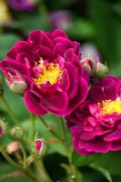 Rosa gallica 'Toscane'