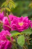 Rosa centifolia muscosa 'Henri Martin'